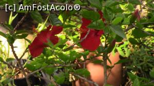 [P36] Flora exotica din Gradina Botanica Argotti. » foto by ovidiuyepi
 - 
<span class="allrVoted glyphicon glyphicon-heart hidden" id="av1231531"></span>
<a class="m-l-10 hidden" id="sv1231531" onclick="voting_Foto_DelVot(,1231531,17454)" role="button">șterge vot <span class="glyphicon glyphicon-remove"></span></a>
<a id="v91231531" class=" c-red"  onclick="voting_Foto_SetVot(1231531)" role="button"><span class="glyphicon glyphicon-heart-empty"></span> <b>LIKE</b> = Votează poza</a> <img class="hidden"  id="f1231531W9" src="/imagini/loader.gif" border="0" /><span class="AjErrMes hidden" id="e1231531ErM"></span>