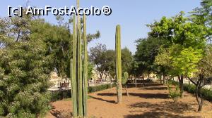 [P09] Arbori mediteraneeni si cactusi in Gradina Botanica Argotti. » foto by ovidiuyepi
 - 
<span class="allrVoted glyphicon glyphicon-heart hidden" id="av1231504"></span>
<a class="m-l-10 hidden" id="sv1231504" onclick="voting_Foto_DelVot(,1231504,17454)" role="button">șterge vot <span class="glyphicon glyphicon-remove"></span></a>
<a id="v91231504" class=" c-red"  onclick="voting_Foto_SetVot(1231504)" role="button"><span class="glyphicon glyphicon-heart-empty"></span> <b>LIKE</b> = Votează poza</a> <img class="hidden"  id="f1231504W9" src="/imagini/loader.gif" border="0" /><span class="AjErrMes hidden" id="e1231504ErM"></span>