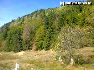 [P05] Pădurea încă mai este, afacerile cu cherestea încă n-au dovedit-o!  » foto by Yersinia Pestis
 - 
<span class="allrVoted glyphicon glyphicon-heart hidden" id="av375784"></span>
<a class="m-l-10 hidden" id="sv375784" onclick="voting_Foto_DelVot(,375784,17524)" role="button">șterge vot <span class="glyphicon glyphicon-remove"></span></a>
<a id="v9375784" class=" c-red"  onclick="voting_Foto_SetVot(375784)" role="button"><span class="glyphicon glyphicon-heart-empty"></span> <b>LIKE</b> = Votează poza</a> <img class="hidden"  id="f375784W9" src="/imagini/loader.gif" border="0" /><span class="AjErrMes hidden" id="e375784ErM"></span>