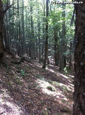 [P07] Prin pădure, spre Șaua Golici » foto by Yersinia Pestis
 - 
<span class="allrVoted glyphicon glyphicon-heart hidden" id="av660640"></span>
<a class="m-l-10 hidden" id="sv660640" onclick="voting_Foto_DelVot(,660640,17524)" role="button">șterge vot <span class="glyphicon glyphicon-remove"></span></a>
<a id="v9660640" class=" c-red"  onclick="voting_Foto_SetVot(660640)" role="button"><span class="glyphicon glyphicon-heart-empty"></span> <b>LIKE</b> = Votează poza</a> <img class="hidden"  id="f660640W9" src="/imagini/loader.gif" border="0" /><span class="AjErrMes hidden" id="e660640ErM"></span>