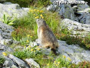 [P34] Marmota la soare » foto by florentin_dobre
 - 
<span class="allrVoted glyphicon glyphicon-heart hidden" id="av560834"></span>
<a class="m-l-10 hidden" id="sv560834" onclick="voting_Foto_DelVot(,560834,17545)" role="button">șterge vot <span class="glyphicon glyphicon-remove"></span></a>
<a id="v9560834" class=" c-red"  onclick="voting_Foto_SetVot(560834)" role="button"><span class="glyphicon glyphicon-heart-empty"></span> <b>LIKE</b> = Votează poza</a> <img class="hidden"  id="f560834W9" src="/imagini/loader.gif" border="0" /><span class="AjErrMes hidden" id="e560834ErM"></span>