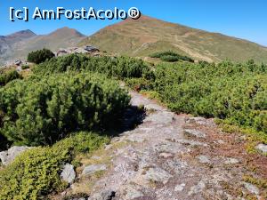 [P24] traseul spre Vârful Cobășel (1835m) și Vârful Roșu (2113m),Vf. Ineuț, Vf. Ineu din Munții Rodnei » foto by Dana2008
 - 
<span class="allrVoted glyphicon glyphicon-heart hidden" id="av1195738"></span>
<a class="m-l-10 hidden" id="sv1195738" onclick="voting_Foto_DelVot(,1195738,17545)" role="button">șterge vot <span class="glyphicon glyphicon-remove"></span></a>
<a id="v91195738" class=" c-red"  onclick="voting_Foto_SetVot(1195738)" role="button"><span class="glyphicon glyphicon-heart-empty"></span> <b>LIKE</b> = Votează poza</a> <img class="hidden"  id="f1195738W9" src="/imagini/loader.gif" border="0" /><span class="AjErrMes hidden" id="e1195738ErM"></span>