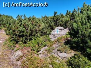 [P27] traseul spre Vârful Cobășel (1835m) și Vârful Roșu(2113m) din Munții Rodnei » foto by Dana2008
 - 
<span class="allrVoted glyphicon glyphicon-heart hidden" id="av1195741"></span>
<a class="m-l-10 hidden" id="sv1195741" onclick="voting_Foto_DelVot(,1195741,17545)" role="button">șterge vot <span class="glyphicon glyphicon-remove"></span></a>
<a id="v91195741" class=" c-red"  onclick="voting_Foto_SetVot(1195741)" role="button"><span class="glyphicon glyphicon-heart-empty"></span> <b>LIKE</b> = Votează poza</a> <img class="hidden"  id="f1195741W9" src="/imagini/loader.gif" border="0" /><span class="AjErrMes hidden" id="e1195741ErM"></span>