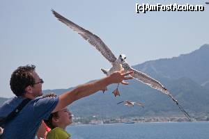 [P06] pescarusii indrazneti care insotesc feribotul de pe Thassos » foto by dranal
 - 
<span class="allrVoted glyphicon glyphicon-heart hidden" id="av670439"></span>
<a class="m-l-10 hidden" id="sv670439" onclick="voting_Foto_DelVot(,670439,17592)" role="button">șterge vot <span class="glyphicon glyphicon-remove"></span></a>
<a id="v9670439" class=" c-red"  onclick="voting_Foto_SetVot(670439)" role="button"><span class="glyphicon glyphicon-heart-empty"></span> <b>LIKE</b> = Votează poza</a> <img class="hidden"  id="f670439W9" src="/imagini/loader.gif" border="0" /><span class="AjErrMes hidden" id="e670439ErM"></span>