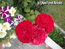 [P17] trandafirii superbi din curtea vilei Athina... » foto by sandu.53
 - 
<span class="allrVoted glyphicon glyphicon-heart hidden" id="av209547"></span>
<a class="m-l-10 hidden" id="sv209547" onclick="voting_Foto_DelVot(,209547,17592)" role="button">șterge vot <span class="glyphicon glyphicon-remove"></span></a>
<a id="v9209547" class=" c-red"  onclick="voting_Foto_SetVot(209547)" role="button"><span class="glyphicon glyphicon-heart-empty"></span> <b>LIKE</b> = Votează poza</a> <img class="hidden"  id="f209547W9" src="/imagini/loader.gif" border="0" /><span class="AjErrMes hidden" id="e209547ErM"></span>
