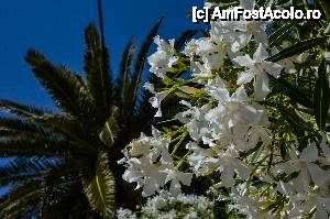 [P37] Leandru inflorit in Kioni, insula Itaka » foto by Muffin2009*
 - 
<span class="allrVoted glyphicon glyphicon-heart hidden" id="av440870"></span>
<a class="m-l-10 hidden" id="sv440870" onclick="voting_Foto_DelVot(,440870,17593)" role="button">șterge vot <span class="glyphicon glyphicon-remove"></span></a>
<a id="v9440870" class=" c-red"  onclick="voting_Foto_SetVot(440870)" role="button"><span class="glyphicon glyphicon-heart-empty"></span> <b>LIKE</b> = Votează poza</a> <img class="hidden"  id="f440870W9" src="/imagini/loader.gif" border="0" /><span class="AjErrMes hidden" id="e440870ErM"></span>