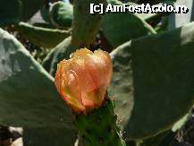 [P03] O floare de cactus » foto by iuliaen
 - 
<span class="allrVoted glyphicon glyphicon-heart hidden" id="av241831"></span>
<a class="m-l-10 hidden" id="sv241831" onclick="voting_Foto_DelVot(,241831,17648)" role="button">șterge vot <span class="glyphicon glyphicon-remove"></span></a>
<a id="v9241831" class=" c-red"  onclick="voting_Foto_SetVot(241831)" role="button"><span class="glyphicon glyphicon-heart-empty"></span> <b>LIKE</b> = Votează poza</a> <img class="hidden"  id="f241831W9" src="/imagini/loader.gif" border="0" /><span class="AjErrMes hidden" id="e241831ErM"></span>