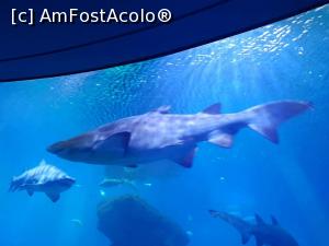 [P14] Rechin 3 metri, aquarium Palma!  » foto by Florinasimi
 - 
<span class="allrVoted glyphicon glyphicon-heart hidden" id="av975098"></span>
<a class="m-l-10 hidden" id="sv975098" onclick="voting_Foto_DelVot(,975098,17664)" role="button">șterge vot <span class="glyphicon glyphicon-remove"></span></a>
<a id="v9975098" class=" c-red"  onclick="voting_Foto_SetVot(975098)" role="button"><span class="glyphicon glyphicon-heart-empty"></span> <b>LIKE</b> = Votează poza</a> <img class="hidden"  id="f975098W9" src="/imagini/loader.gif" border="0" /><span class="AjErrMes hidden" id="e975098ErM"></span>