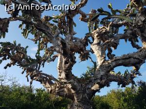 [P05] cactus gigant » foto by mihai.panait
 - 
<span class="allrVoted glyphicon glyphicon-heart hidden" id="av1047022"></span>
<a class="m-l-10 hidden" id="sv1047022" onclick="voting_Foto_DelVot(,1047022,17893)" role="button">șterge vot <span class="glyphicon glyphicon-remove"></span></a>
<a id="v91047022" class=" c-red"  onclick="voting_Foto_SetVot(1047022)" role="button"><span class="glyphicon glyphicon-heart-empty"></span> <b>LIKE</b> = Votează poza</a> <img class="hidden"  id="f1047022W9" src="/imagini/loader.gif" border="0" /><span class="AjErrMes hidden" id="e1047022ErM"></span>