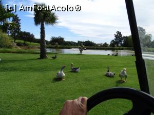 [P43] Pestana Alto Golf » foto by Cris
 - 
<span class="allrVoted glyphicon glyphicon-heart hidden" id="av739785"></span>
<a class="m-l-10 hidden" id="sv739785" onclick="voting_Foto_DelVot(,739785,17954)" role="button">șterge vot <span class="glyphicon glyphicon-remove"></span></a>
<a id="v9739785" class=" c-red"  onclick="voting_Foto_SetVot(739785)" role="button"><span class="glyphicon glyphicon-heart-empty"></span> <b>LIKE</b> = Votează poza</a> <img class="hidden"  id="f739785W9" src="/imagini/loader.gif" border="0" /><span class="AjErrMes hidden" id="e739785ErM"></span>