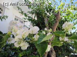 [P62] Bouganvillea albă, în Herssonisos.  » foto by maryka
 - 
<span class="allrVoted glyphicon glyphicon-heart hidden" id="av750778"></span>
<a class="m-l-10 hidden" id="sv750778" onclick="voting_Foto_DelVot(,750778,17956)" role="button">șterge vot <span class="glyphicon glyphicon-remove"></span></a>
<a id="v9750778" class=" c-red"  onclick="voting_Foto_SetVot(750778)" role="button"><span class="glyphicon glyphicon-heart-empty"></span> <b>LIKE</b> = Votează poza</a> <img class="hidden"  id="f750778W9" src="/imagini/loader.gif" border="0" /><span class="AjErrMes hidden" id="e750778ErM"></span>