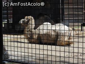 [P16] București - Grădina Zoologică. O cămilă cam neîngrijită. » foto by iulianic
 - 
<span class="allrVoted glyphicon glyphicon-heart hidden" id="av1357546"></span>
<a class="m-l-10 hidden" id="sv1357546" onclick="voting_Foto_DelVot(,1357546,18082)" role="button">șterge vot <span class="glyphicon glyphicon-remove"></span></a>
<a id="v91357546" class=" c-red"  onclick="voting_Foto_SetVot(1357546)" role="button"><span class="glyphicon glyphicon-heart-empty"></span> <b>LIKE</b> = Votează poza</a> <img class="hidden"  id="f1357546W9" src="/imagini/loader.gif" border="0" /><span class="AjErrMes hidden" id="e1357546ErM"></span>