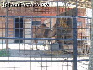 [P17] București - Grădina Zoologică. O altă cămilă. » foto by iulianic
 - 
<span class="allrVoted glyphicon glyphicon-heart hidden" id="av1357547"></span>
<a class="m-l-10 hidden" id="sv1357547" onclick="voting_Foto_DelVot(,1357547,18082)" role="button">șterge vot <span class="glyphicon glyphicon-remove"></span></a>
<a id="v91357547" class=" c-red"  onclick="voting_Foto_SetVot(1357547)" role="button"><span class="glyphicon glyphicon-heart-empty"></span> <b>LIKE</b> = Votează poza</a> <img class="hidden"  id="f1357547W9" src="/imagini/loader.gif" border="0" /><span class="AjErrMes hidden" id="e1357547ErM"></span>