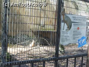 [P24] București - Grădina Zoologică. Mara de Patagonia. » foto by iulianic
 - 
<span class="allrVoted glyphicon glyphicon-heart hidden" id="av1357554"></span>
<a class="m-l-10 hidden" id="sv1357554" onclick="voting_Foto_DelVot(,1357554,18082)" role="button">șterge vot <span class="glyphicon glyphicon-remove"></span></a>
<a id="v91357554" class=" c-red"  onclick="voting_Foto_SetVot(1357554)" role="button"><span class="glyphicon glyphicon-heart-empty"></span> <b>LIKE</b> = Votează poza</a> <img class="hidden"  id="f1357554W9" src="/imagini/loader.gif" border="0" /><span class="AjErrMes hidden" id="e1357554ErM"></span>