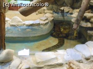 [P28] București - Grădina Zoologică. Reptile. » foto by iulianic
 - 
<span class="allrVoted glyphicon glyphicon-heart hidden" id="av1357558"></span>
<a class="m-l-10 hidden" id="sv1357558" onclick="voting_Foto_DelVot(,1357558,18082)" role="button">șterge vot <span class="glyphicon glyphicon-remove"></span></a>
<a id="v91357558" class=" c-red"  onclick="voting_Foto_SetVot(1357558)" role="button"><span class="glyphicon glyphicon-heart-empty"></span> <b>LIKE</b> = Votează poza</a> <img class="hidden"  id="f1357558W9" src="/imagini/loader.gif" border="0" /><span class="AjErrMes hidden" id="e1357558ErM"></span>