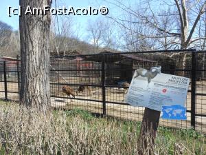 [P37] București - Grădina Zoologică. » foto by iulianic
 - 
<span class="allrVoted glyphicon glyphicon-heart hidden" id="av1357567"></span>
<a class="m-l-10 hidden" id="sv1357567" onclick="voting_Foto_DelVot(,1357567,18082)" role="button">șterge vot <span class="glyphicon glyphicon-remove"></span></a>
<a id="v91357567" class=" c-red"  onclick="voting_Foto_SetVot(1357567)" role="button"><span class="glyphicon glyphicon-heart-empty"></span> <b>LIKE</b> = Votează poza</a> <img class="hidden"  id="f1357567W9" src="/imagini/loader.gif" border="0" /><span class="AjErrMes hidden" id="e1357567ErM"></span>