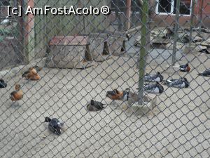 [P55] București - Grădina Zoologică. » foto by iulianic
 - 
<span class="allrVoted glyphicon glyphicon-heart hidden" id="av1357585"></span>
<a class="m-l-10 hidden" id="sv1357585" onclick="voting_Foto_DelVot(,1357585,18082)" role="button">șterge vot <span class="glyphicon glyphicon-remove"></span></a>
<a id="v91357585" class=" c-red"  onclick="voting_Foto_SetVot(1357585)" role="button"><span class="glyphicon glyphicon-heart-empty"></span> <b>LIKE</b> = Votează poza</a> <img class="hidden"  id="f1357585W9" src="/imagini/loader.gif" border="0" /><span class="AjErrMes hidden" id="e1357585ErM"></span>