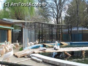 [P58] București - Grădina Zoologică. » foto by iulianic
 - 
<span class="allrVoted glyphicon glyphicon-heart hidden" id="av1357588"></span>
<a class="m-l-10 hidden" id="sv1357588" onclick="voting_Foto_DelVot(,1357588,18082)" role="button">șterge vot <span class="glyphicon glyphicon-remove"></span></a>
<a id="v91357588" class=" c-red"  onclick="voting_Foto_SetVot(1357588)" role="button"><span class="glyphicon glyphicon-heart-empty"></span> <b>LIKE</b> = Votează poza</a> <img class="hidden"  id="f1357588W9" src="/imagini/loader.gif" border="0" /><span class="AjErrMes hidden" id="e1357588ErM"></span>