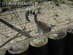 [P07] București - Grădina Zoologică. Lemur cu coada inelată. » foto by iulianic
 - 
<span class="allrVoted glyphicon glyphicon-heart hidden" id="av1357537"></span>
<a class="m-l-10 hidden" id="sv1357537" onclick="voting_Foto_DelVot(,1357537,18082)" role="button">șterge vot <span class="glyphicon glyphicon-remove"></span></a>
<a id="v91357537" class=" c-red"  onclick="voting_Foto_SetVot(1357537)" role="button"><span class="glyphicon glyphicon-heart-empty"></span> <b>LIKE</b> = Votează poza</a> <img class="hidden"  id="f1357537W9" src="/imagini/loader.gif" border="0" /><span class="AjErrMes hidden" id="e1357537ErM"></span>