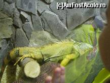 [P03] o iguana iritata de prezenta noastra acolo » foto by recul*
 - 
<span class="allrVoted glyphicon glyphicon-heart hidden" id="av121750"></span>
<a class="m-l-10 hidden" id="sv121750" onclick="voting_Foto_DelVot(,121750,18082)" role="button">șterge vot <span class="glyphicon glyphicon-remove"></span></a>
<a id="v9121750" class=" c-red"  onclick="voting_Foto_SetVot(121750)" role="button"><span class="glyphicon glyphicon-heart-empty"></span> <b>LIKE</b> = Votează poza</a> <img class="hidden"  id="f121750W9" src="/imagini/loader.gif" border="0" /><span class="AjErrMes hidden" id="e121750ErM"></span>