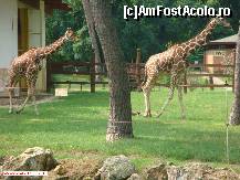 [P35] Zoo Debrecen - girafele întro plimbare. Erau cazate întrun ţarc generos. » foto by creivean
 - 
<span class="allrVoted glyphicon glyphicon-heart hidden" id="av99445"></span>
<a class="m-l-10 hidden" id="sv99445" onclick="voting_Foto_DelVot(,99445,18083)" role="button">șterge vot <span class="glyphicon glyphicon-remove"></span></a>
<a id="v999445" class=" c-red"  onclick="voting_Foto_SetVot(99445)" role="button"><span class="glyphicon glyphicon-heart-empty"></span> <b>LIKE</b> = Votează poza</a> <img class="hidden"  id="f99445W9" src="/imagini/loader.gif" border="0" /><span class="AjErrMes hidden" id="e99445ErM"></span>