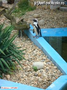 [P42] Zoo Debrecen - pinguin. » foto by creivean
 - 
<span class="allrVoted glyphicon glyphicon-heart hidden" id="av99452"></span>
<a class="m-l-10 hidden" id="sv99452" onclick="voting_Foto_DelVot(,99452,18083)" role="button">șterge vot <span class="glyphicon glyphicon-remove"></span></a>
<a id="v999452" class=" c-red"  onclick="voting_Foto_SetVot(99452)" role="button"><span class="glyphicon glyphicon-heart-empty"></span> <b>LIKE</b> = Votează poza</a> <img class="hidden"  id="f99452W9" src="/imagini/loader.gif" border="0" /><span class="AjErrMes hidden" id="e99452ErM"></span>