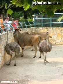 [P05] Zoo Debrecen - ţarcul struţilor, al zebrelor şi 2 tipuri de antilope. De remarcat că, mai multe ţarcuri sunt în subteran, aşa că vezi animalele de sus. » foto by creivean
 - 
<span class="allrVoted glyphicon glyphicon-heart hidden" id="av99398"></span>
<a class="m-l-10 hidden" id="sv99398" onclick="voting_Foto_DelVot(,99398,18083)" role="button">șterge vot <span class="glyphicon glyphicon-remove"></span></a>
<a id="v999398" class=" c-red"  onclick="voting_Foto_SetVot(99398)" role="button"><span class="glyphicon glyphicon-heart-empty"></span> <b>LIKE</b> = Votează poza</a> <img class="hidden"  id="f99398W9" src="/imagini/loader.gif" border="0" /><span class="AjErrMes hidden" id="e99398ErM"></span>