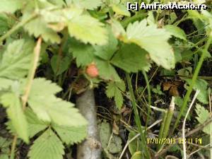 [P27] ... și asta a fost recompensa pentru efortul depus!  » foto by Alina53
 - 
<span class="allrVoted glyphicon glyphicon-heart hidden" id="av601161"></span>
<a class="m-l-10 hidden" id="sv601161" onclick="voting_Foto_DelVot(,601161,18132)" role="button">șterge vot <span class="glyphicon glyphicon-remove"></span></a>
<a id="v9601161" class=" c-red"  onclick="voting_Foto_SetVot(601161)" role="button"><span class="glyphicon glyphicon-heart-empty"></span> <b>LIKE</b> = Votează poza</a> <img class="hidden"  id="f601161W9" src="/imagini/loader.gif" border="0" /><span class="AjErrMes hidden" id="e601161ErM"></span>