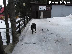 [P26] Pensiunea Panoramic Vartop- Oscar, un superb Cane Corso care sta in hambar cu bicicletele de inchiriat » foto by luciaoradea
 - 
<span class="allrVoted glyphicon glyphicon-heart hidden" id="av599498"></span>
<a class="m-l-10 hidden" id="sv599498" onclick="voting_Foto_DelVot(,599498,18141)" role="button">șterge vot <span class="glyphicon glyphicon-remove"></span></a>
<a id="v9599498" class=" c-red"  onclick="voting_Foto_SetVot(599498)" role="button"><span class="glyphicon glyphicon-heart-empty"></span> <b>LIKE</b> = Votează poza</a> <img class="hidden"  id="f599498W9" src="/imagini/loader.gif" border="0" /><span class="AjErrMes hidden" id="e599498ErM"></span>