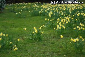 [P16] Wordsworth Daffodil Garden - unele narcise culcate la pământ.  » foto by ariciu
 - 
<span class="allrVoted glyphicon glyphicon-heart hidden" id="av607337"></span>
<a class="m-l-10 hidden" id="sv607337" onclick="voting_Foto_DelVot(,607337,18212)" role="button">șterge vot <span class="glyphicon glyphicon-remove"></span></a>
<a id="v9607337" class=" c-red"  onclick="voting_Foto_SetVot(607337)" role="button"><span class="glyphicon glyphicon-heart-empty"></span> <b>LIKE</b> = Votează poza</a> <img class="hidden"  id="f607337W9" src="/imagini/loader.gif" border="0" /><span class="AjErrMes hidden" id="e607337ErM"></span>