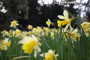 [P18] Wordsworth Daffodil Garden.  » foto by ariciu
 - 
<span class="allrVoted glyphicon glyphicon-heart hidden" id="av607339"></span>
<a class="m-l-10 hidden" id="sv607339" onclick="voting_Foto_DelVot(,607339,18212)" role="button">șterge vot <span class="glyphicon glyphicon-remove"></span></a>
<a id="v9607339" class=" c-red"  onclick="voting_Foto_SetVot(607339)" role="button"><span class="glyphicon glyphicon-heart-empty"></span> <b>LIKE</b> = Votează poza</a> <img class="hidden"  id="f607339W9" src="/imagini/loader.gif" border="0" /><span class="AjErrMes hidden" id="e607339ErM"></span>