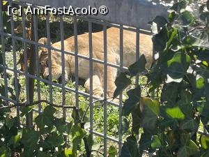 [P23] Grădina Zoo Brașov » foto by Yersinia Pestis
 - 
<span class="allrVoted glyphicon glyphicon-heart hidden" id="av1504003"></span>
<a class="m-l-10 hidden" id="sv1504003" onclick="voting_Foto_DelVot(,1504003,18241)" role="button">șterge vot <span class="glyphicon glyphicon-remove"></span></a>
<a id="v91504003" class=" c-red"  onclick="voting_Foto_SetVot(1504003)" role="button"><span class="glyphicon glyphicon-heart-empty"></span> <b>LIKE</b> = Votează poza</a> <img class="hidden"  id="f1504003W9" src="/imagini/loader.gif" border="0" /><span class="AjErrMes hidden" id="e1504003ErM"></span>