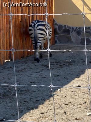 [P36] Grădina Zoo Brașov » foto by Yersinia Pestis
 - 
<span class="allrVoted glyphicon glyphicon-heart hidden" id="av1504016"></span>
<a class="m-l-10 hidden" id="sv1504016" onclick="voting_Foto_DelVot(,1504016,18241)" role="button">șterge vot <span class="glyphicon glyphicon-remove"></span></a>
<a id="v91504016" class=" c-red"  onclick="voting_Foto_SetVot(1504016)" role="button"><span class="glyphicon glyphicon-heart-empty"></span> <b>LIKE</b> = Votează poza</a> <img class="hidden"  id="f1504016W9" src="/imagini/loader.gif" border="0" /><span class="AjErrMes hidden" id="e1504016ErM"></span>
