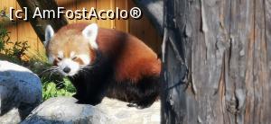 [P01] Panda rosu » foto by ⭐ValentinB_88⭐
 - 
<span class="allrVoted glyphicon glyphicon-heart hidden" id="av1333594"></span>
<a class="m-l-10 hidden" id="sv1333594" onclick="voting_Foto_DelVot(,1333594,18241)" role="button">șterge vot <span class="glyphicon glyphicon-remove"></span></a>
<a id="v91333594" class=" c-red"  onclick="voting_Foto_SetVot(1333594)" role="button"><span class="glyphicon glyphicon-heart-empty"></span> <b>LIKE</b> = Votează poza</a> <img class="hidden"  id="f1333594W9" src="/imagini/loader.gif" border="0" /><span class="AjErrMes hidden" id="e1333594ErM"></span>