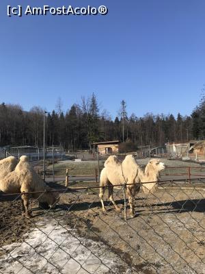 [P37] Zoo Brașov, 1 Decembrie 2018 » foto by krisstinna
 - 
<span class="allrVoted glyphicon glyphicon-heart hidden" id="av1043059"></span>
<a class="m-l-10 hidden" id="sv1043059" onclick="voting_Foto_DelVot(,1043059,18241)" role="button">șterge vot <span class="glyphicon glyphicon-remove"></span></a>
<a id="v91043059" class=" c-red"  onclick="voting_Foto_SetVot(1043059)" role="button"><span class="glyphicon glyphicon-heart-empty"></span> <b>LIKE</b> = Votează poza</a> <img class="hidden"  id="f1043059W9" src="/imagini/loader.gif" border="0" /><span class="AjErrMes hidden" id="e1043059ErM"></span>