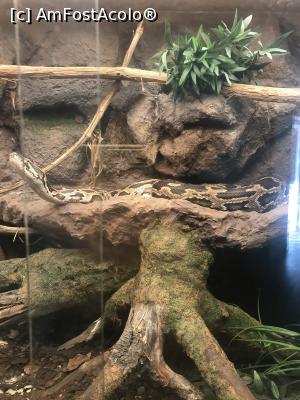 [P76] Zoo Brașov, 1 Decembrie 2018 » foto by krisstinna
 - 
<span class="allrVoted glyphicon glyphicon-heart hidden" id="av1043098"></span>
<a class="m-l-10 hidden" id="sv1043098" onclick="voting_Foto_DelVot(,1043098,18241)" role="button">șterge vot <span class="glyphicon glyphicon-remove"></span></a>
<a id="v91043098" class=" c-red"  onclick="voting_Foto_SetVot(1043098)" role="button"><span class="glyphicon glyphicon-heart-empty"></span> <b>LIKE</b> = Votează poza</a> <img class="hidden"  id="f1043098W9" src="/imagini/loader.gif" border="0" /><span class="AjErrMes hidden" id="e1043098ErM"></span>