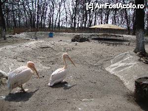 [P03] Salut! Noi suntem pelicanii! 
În spate se observă țarcul foarte spațios pe care pelicanii îl împart cu rațele și gâștele.  » foto by Floryn81
 - 
<span class="allrVoted glyphicon glyphicon-heart hidden" id="av411923"></span>
<a class="m-l-10 hidden" id="sv411923" onclick="voting_Foto_DelVot(,411923,18279)" role="button">șterge vot <span class="glyphicon glyphicon-remove"></span></a>
<a id="v9411923" class=" c-red"  onclick="voting_Foto_SetVot(411923)" role="button"><span class="glyphicon glyphicon-heart-empty"></span> <b>LIKE</b> = Votează poza</a> <img class="hidden"  id="f411923W9" src="/imagini/loader.gif" border="0" /><span class="AjErrMes hidden" id="e411923ErM"></span>