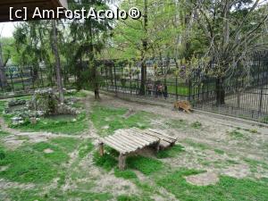 [P10] Tigrul neliniștit - Zoo Târgoviște.  » foto by tata123 🔱
 - 
<span class="allrVoted glyphicon glyphicon-heart hidden" id="av966256"></span>
<a class="m-l-10 hidden" id="sv966256" onclick="voting_Foto_DelVot(,966256,18299)" role="button">șterge vot <span class="glyphicon glyphicon-remove"></span></a>
<a id="v9966256" class=" c-red"  onclick="voting_Foto_SetVot(966256)" role="button"><span class="glyphicon glyphicon-heart-empty"></span> <b>LIKE</b> = Votează poza</a> <img class="hidden"  id="f966256W9" src="/imagini/loader.gif" border="0" /><span class="AjErrMes hidden" id="e966256ErM"></span>