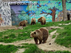 [P14] Ursul brun - Zoo Târgoviște.  » foto by tata123 🔱
 - 
<span class="allrVoted glyphicon glyphicon-heart hidden" id="av966260"></span>
<a class="m-l-10 hidden" id="sv966260" onclick="voting_Foto_DelVot(,966260,18299)" role="button">șterge vot <span class="glyphicon glyphicon-remove"></span></a>
<a id="v9966260" class=" c-red"  onclick="voting_Foto_SetVot(966260)" role="button"><span class="glyphicon glyphicon-heart-empty"></span> <b>LIKE</b> = Votează poza</a> <img class="hidden"  id="f966260W9" src="/imagini/loader.gif" border="0" /><span class="AjErrMes hidden" id="e966260ErM"></span>