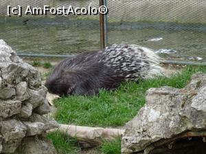 [P18] Porcul spinos - Zoo Târgoviște.  » foto by tata123 🔱
 - 
<span class="allrVoted glyphicon glyphicon-heart hidden" id="av966264"></span>
<a class="m-l-10 hidden" id="sv966264" onclick="voting_Foto_DelVot(,966264,18299)" role="button">șterge vot <span class="glyphicon glyphicon-remove"></span></a>
<a id="v9966264" class=" c-red"  onclick="voting_Foto_SetVot(966264)" role="button"><span class="glyphicon glyphicon-heart-empty"></span> <b>LIKE</b> = Votează poza</a> <img class="hidden"  id="f966264W9" src="/imagini/loader.gif" border="0" /><span class="AjErrMes hidden" id="e966264ErM"></span>