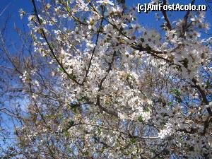 [P06] Pom inflorit in gradina hotelului.  » foto by HYUNDA-I*
 - 
<span class="allrVoted glyphicon glyphicon-heart hidden" id="av611227"></span>
<a class="m-l-10 hidden" id="sv611227" onclick="voting_Foto_DelVot(,611227,18301)" role="button">șterge vot <span class="glyphicon glyphicon-remove"></span></a>
<a id="v9611227" class=" c-red"  onclick="voting_Foto_SetVot(611227)" role="button"><span class="glyphicon glyphicon-heart-empty"></span> <b>LIKE</b> = Votează poza</a> <img class="hidden"  id="f611227W9" src="/imagini/loader.gif" border="0" /><span class="AjErrMes hidden" id="e611227ErM"></span>