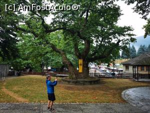 [P08] Platanul uriaș din parcul bisericii (pomul vieții în Metsovo) » foto by crismis
 - 
<span class="allrVoted glyphicon glyphicon-heart hidden" id="av1257677"></span>
<a class="m-l-10 hidden" id="sv1257677" onclick="voting_Foto_DelVot(,1257677,18401)" role="button">șterge vot <span class="glyphicon glyphicon-remove"></span></a>
<a id="v91257677" class=" c-red"  onclick="voting_Foto_SetVot(1257677)" role="button"><span class="glyphicon glyphicon-heart-empty"></span> <b>LIKE</b> = Votează poza</a> <img class="hidden"  id="f1257677W9" src="/imagini/loader.gif" border="0" /><span class="AjErrMes hidden" id="e1257677ErM"></span>