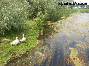 P04 [MAY-2015] Mănăstirea Comana - Natura sălbatică pe malul Neajlovului. 