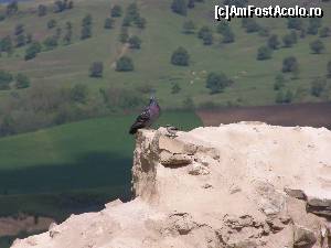 [P14] Cetatea Rupea - semetii stapani ai locurilor » foto by RoF*
 - 
<span class="allrVoted glyphicon glyphicon-heart hidden" id="av520066"></span>
<a class="m-l-10 hidden" id="sv520066" onclick="voting_Foto_DelVot(,520066,18593)" role="button">șterge vot <span class="glyphicon glyphicon-remove"></span></a>
<a id="v9520066" class=" c-red"  onclick="voting_Foto_SetVot(520066)" role="button"><span class="glyphicon glyphicon-heart-empty"></span> <b>LIKE</b> = Votează poza</a> <img class="hidden"  id="f520066W9" src="/imagini/loader.gif" border="0" /><span class="AjErrMes hidden" id="e520066ErM"></span>