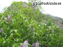 [P13] Ma scufund intr-o padure de tufe de liliac ce cresc pretutindeni in jurul cetatii » foto by dorgo
 - 
<span class="allrVoted glyphicon glyphicon-heart hidden" id="av202476"></span>
<a class="m-l-10 hidden" id="sv202476" onclick="voting_Foto_DelVot(,202476,18593)" role="button">șterge vot <span class="glyphicon glyphicon-remove"></span></a>
<a id="v9202476" class=" c-red"  onclick="voting_Foto_SetVot(202476)" role="button"><span class="glyphicon glyphicon-heart-empty"></span> <b>LIKE</b> = Votează poza</a> <img class="hidden"  id="f202476W9" src="/imagini/loader.gif" border="0" /><span class="AjErrMes hidden" id="e202476ErM"></span>