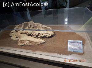 [P09] La Dino Parc din Rasnov - craniu de Allosaurus.  » foto by Diaura*
 - 
<span class="allrVoted glyphicon glyphicon-heart hidden" id="av1059183"></span>
<a class="m-l-10 hidden" id="sv1059183" onclick="voting_Foto_DelVot(,1059183,18612)" role="button">șterge vot <span class="glyphicon glyphicon-remove"></span></a>
<a id="v91059183" class=" c-red"  onclick="voting_Foto_SetVot(1059183)" role="button"><span class="glyphicon glyphicon-heart-empty"></span> <b>LIKE</b> = Votează poza</a> <img class="hidden"  id="f1059183W9" src="/imagini/loader.gif" border="0" /><span class="AjErrMes hidden" id="e1059183ErM"></span>