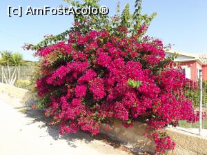 P19 [SEP-2016] O bougainvillea în drum spre Petani