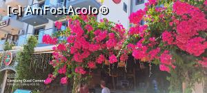 [P06] Bougainvillea de Marmaris » foto by irinad
 - 
<span class="allrVoted glyphicon glyphicon-heart hidden" id="av1354533"></span>
<a class="m-l-10 hidden" id="sv1354533" onclick="voting_Foto_DelVot(,1354533,18817)" role="button">șterge vot <span class="glyphicon glyphicon-remove"></span></a>
<a id="v91354533" class=" c-red"  onclick="voting_Foto_SetVot(1354533)" role="button"><span class="glyphicon glyphicon-heart-empty"></span> <b>LIKE</b> = Votează poza</a> <img class="hidden"  id="f1354533W9" src="/imagini/loader.gif" border="0" /><span class="AjErrMes hidden" id="e1354533ErM"></span>