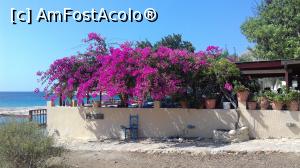 P10 [SEP-2018] Bougainvillea la taverna de lângă plaja Podamos