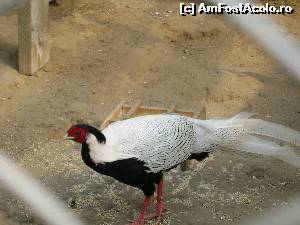 [P06]  :)  » foto by Testosu'
 - 
<span class="allrVoted glyphicon glyphicon-heart hidden" id="av645353"></span>
<a class="m-l-10 hidden" id="sv645353" onclick="voting_Foto_DelVot(,645353,18901)" role="button">șterge vot <span class="glyphicon glyphicon-remove"></span></a>
<a id="v9645353" class=" c-red"  onclick="voting_Foto_SetVot(645353)" role="button"><span class="glyphicon glyphicon-heart-empty"></span> <b>LIKE</b> = Votează poza</a> <img class="hidden"  id="f645353W9" src="/imagini/loader.gif" border="0" /><span class="AjErrMes hidden" id="e645353ErM"></span>